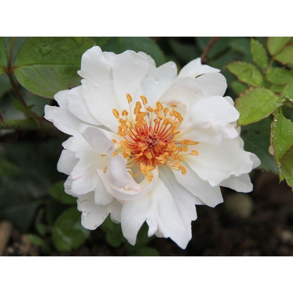 Rosa Jacqueline du Pré - Historische Rose