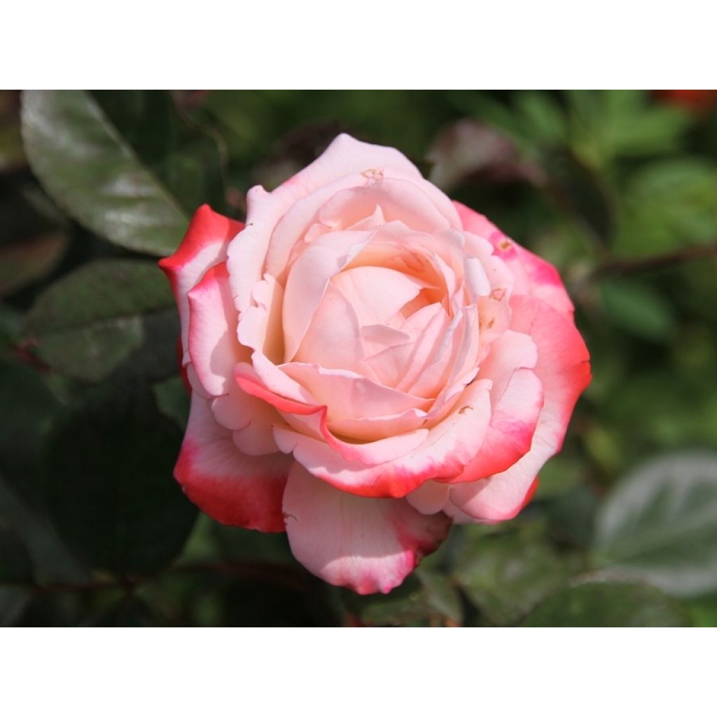 Rosa Nostalgie - Edelrose