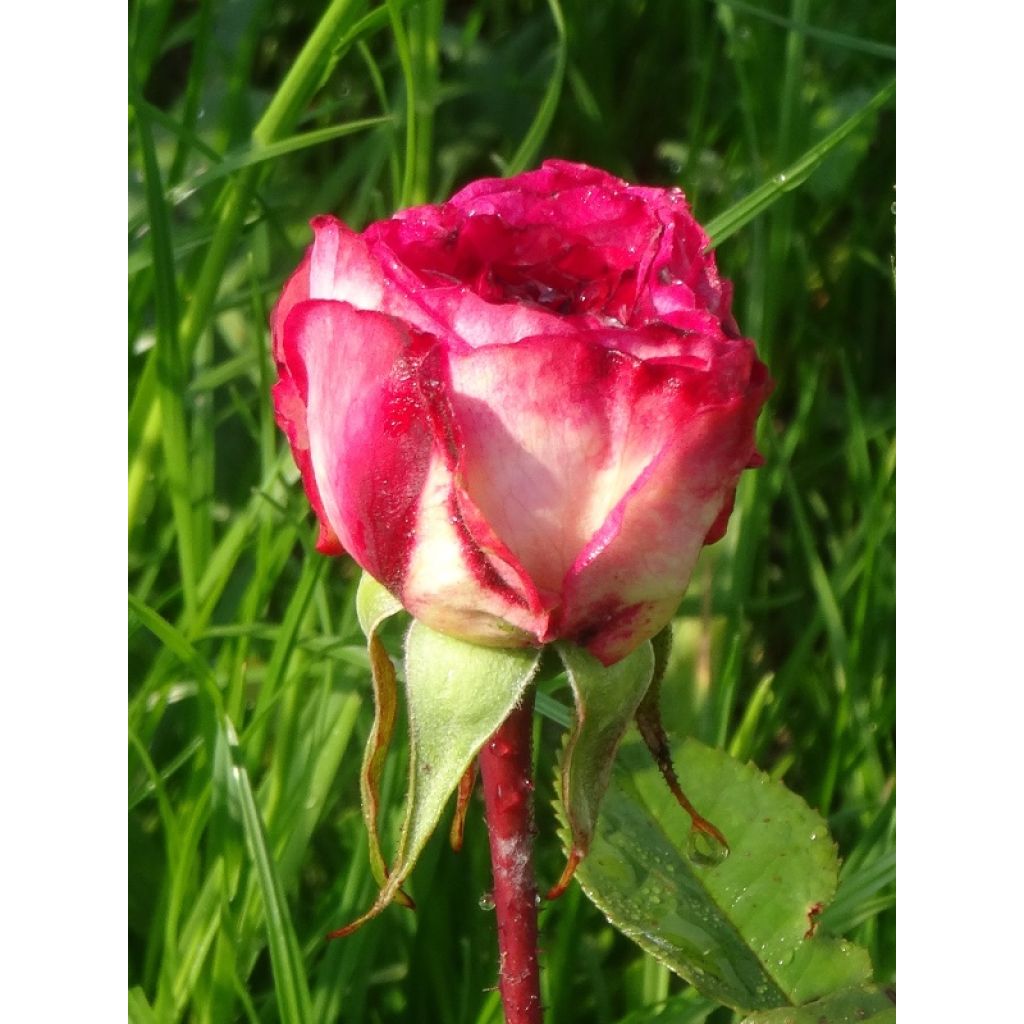 Rosa Laminuette - Beetrose