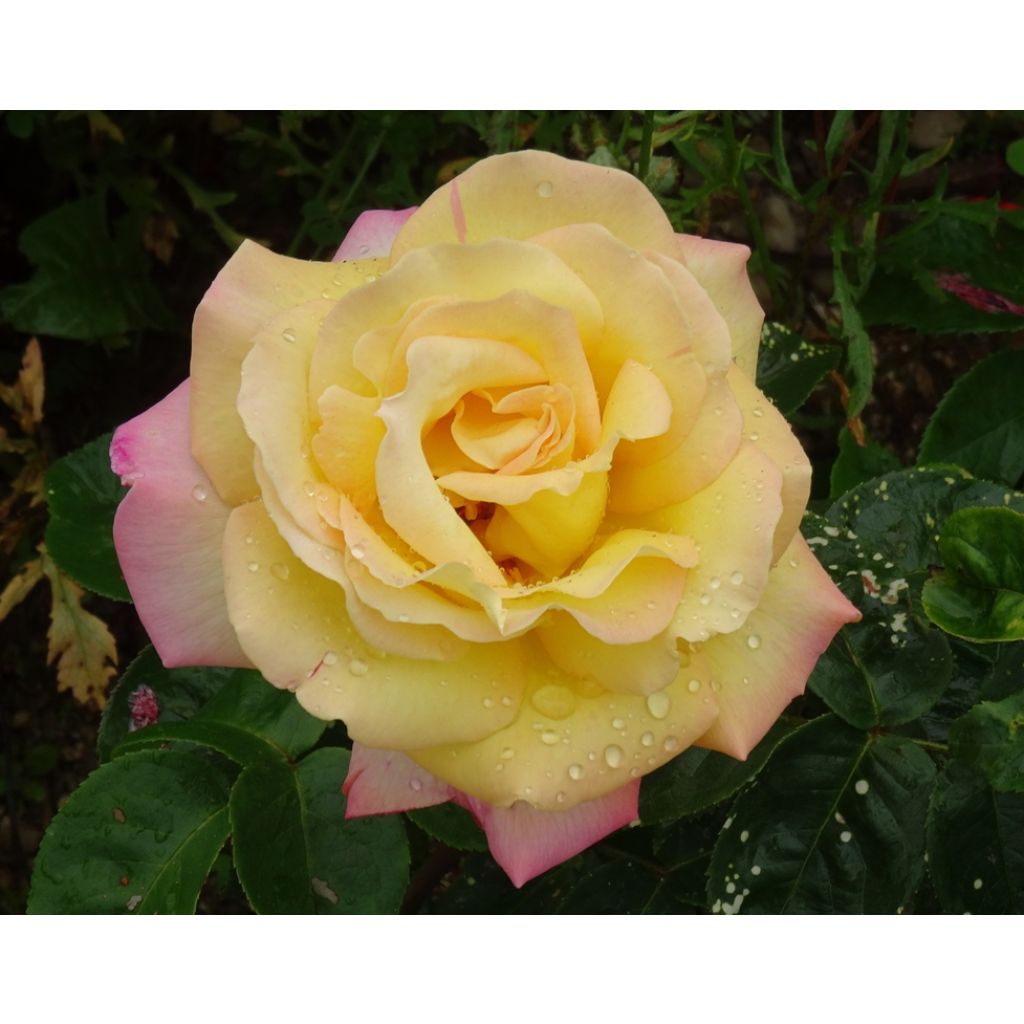 Rosa Mme A. Meilland - Edelrose