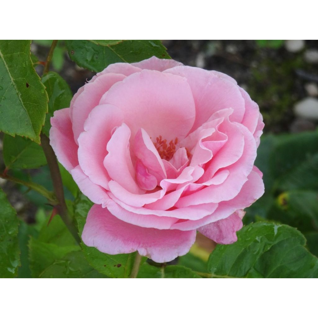 Rosa Queen Elisabeth - Edelrose