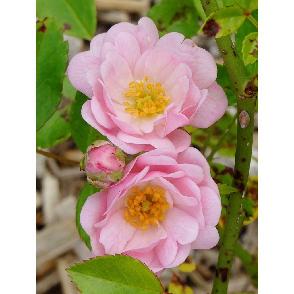 Rosa The Fairy - Bodendecker-Rose