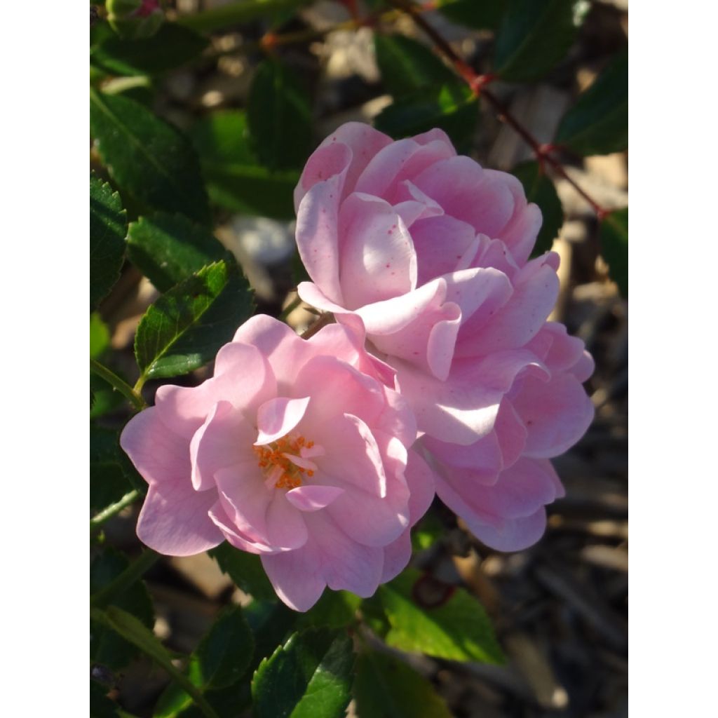 Rosa The Fairy - Bodendecker-Rose