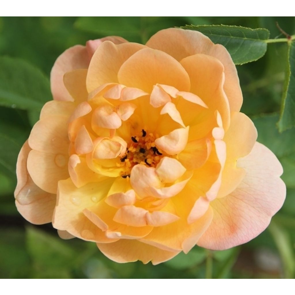 Rosa The Lark Ascending - Englische Rose