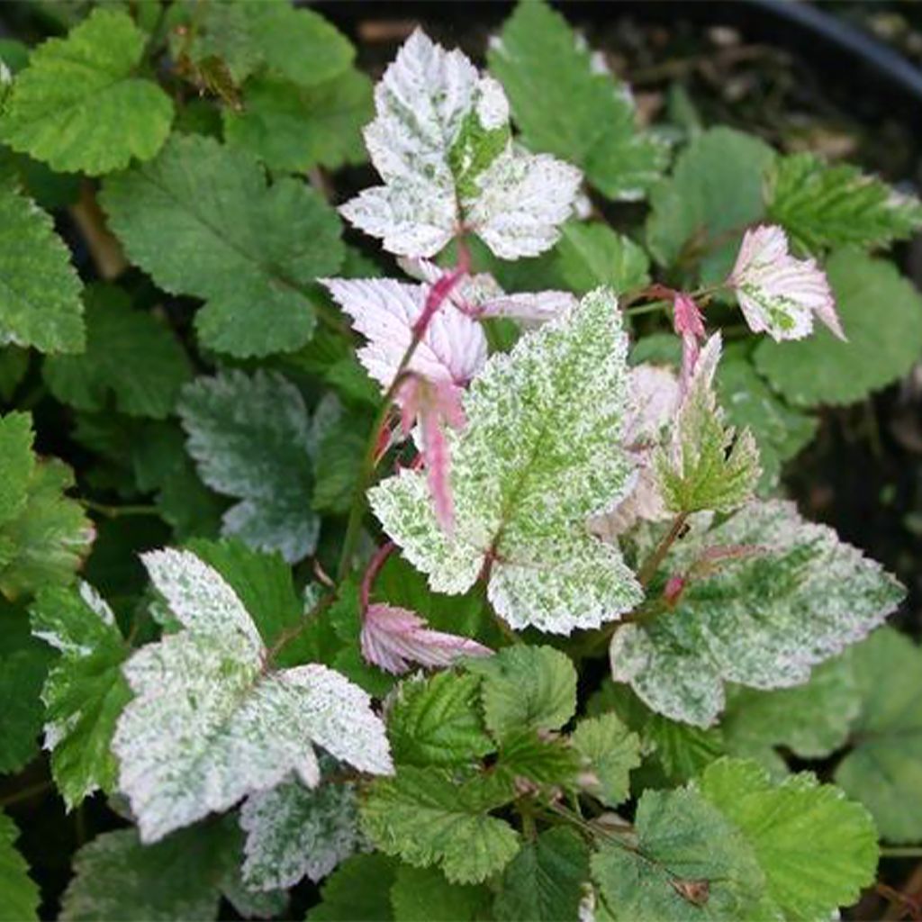 Rubus microphyllus Variegatus' - Brombeere