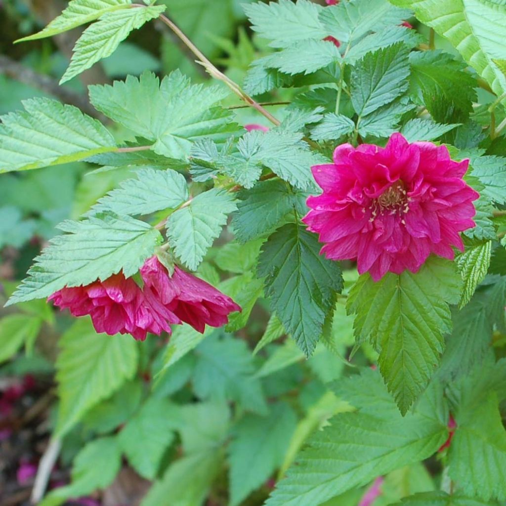 Rubus spectabilis Olympic Double - Pracht-Himbeere