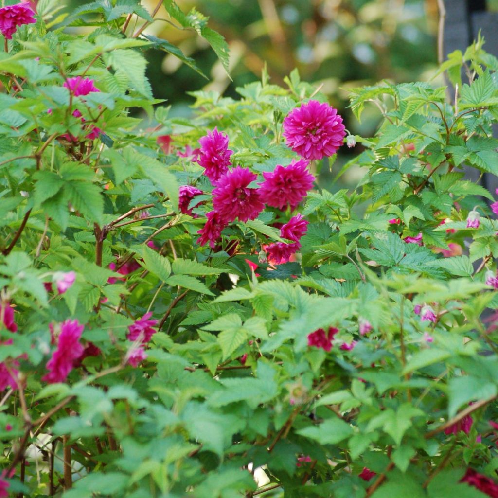 Rubus spectabilis Olympic Double - Pracht-Himbeere