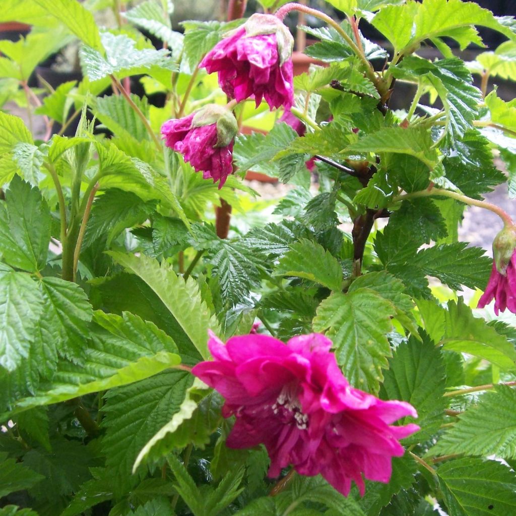 Rubus spectabilis Olympic Double - Pracht-Himbeere