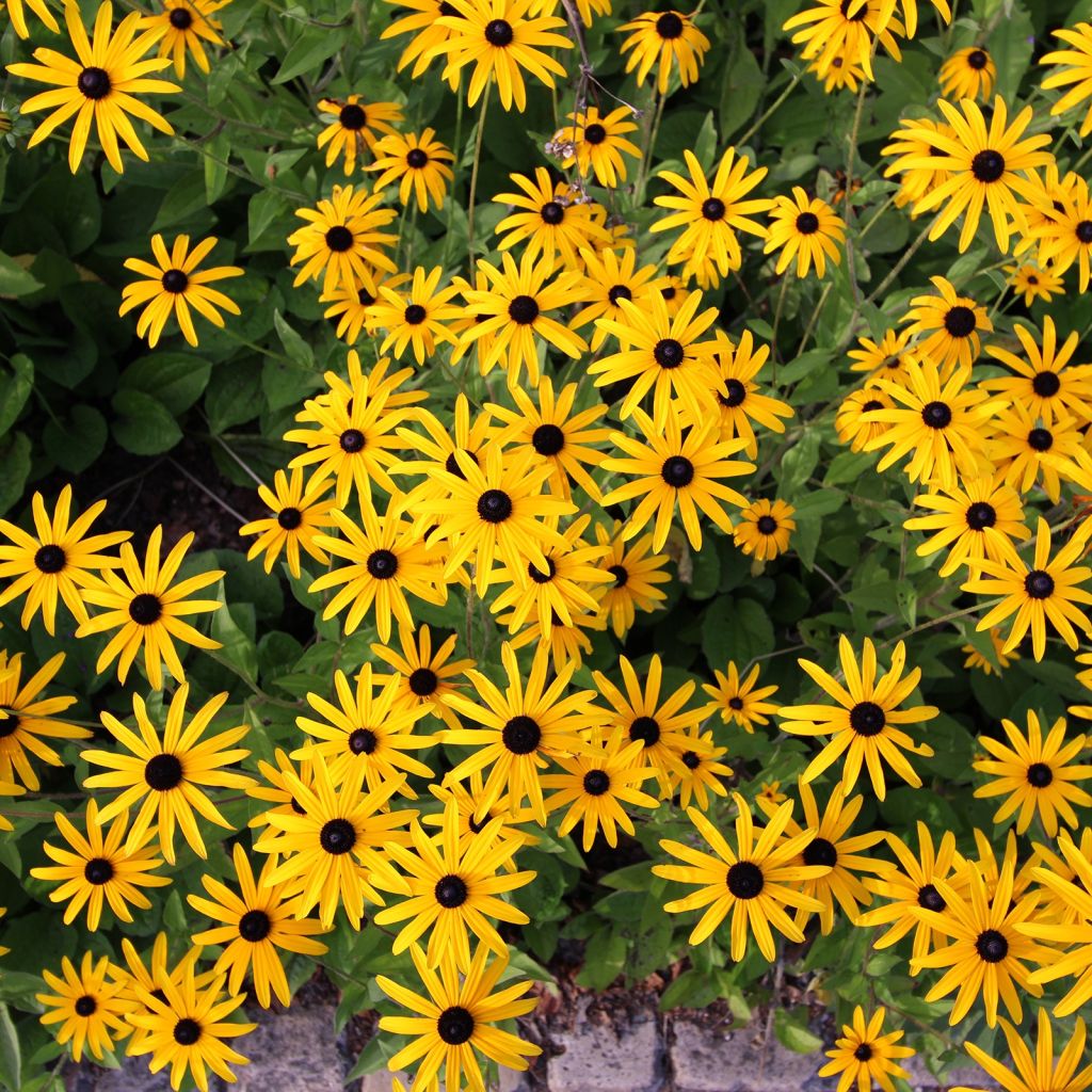 Gemeiner Sonnenhut Forever Gold - Rudbeckia fulgida