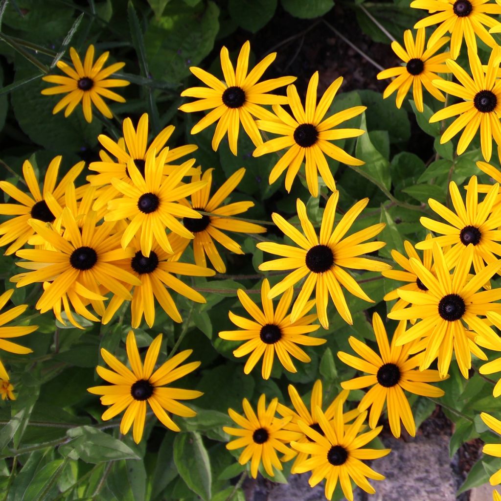 Gemeiner Sonnenhut Forever Gold - Rudbeckia fulgida