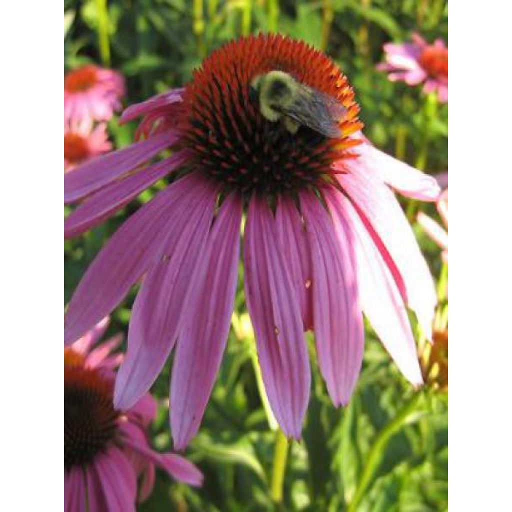 Echinacea purpurea Magnus - Sonnenhut