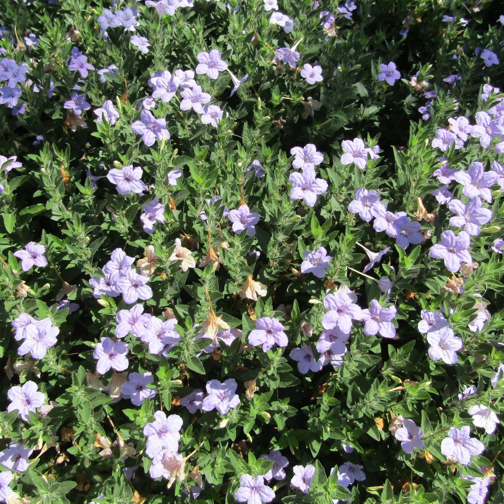 Ruellia humilis - Behaarte Ruellie