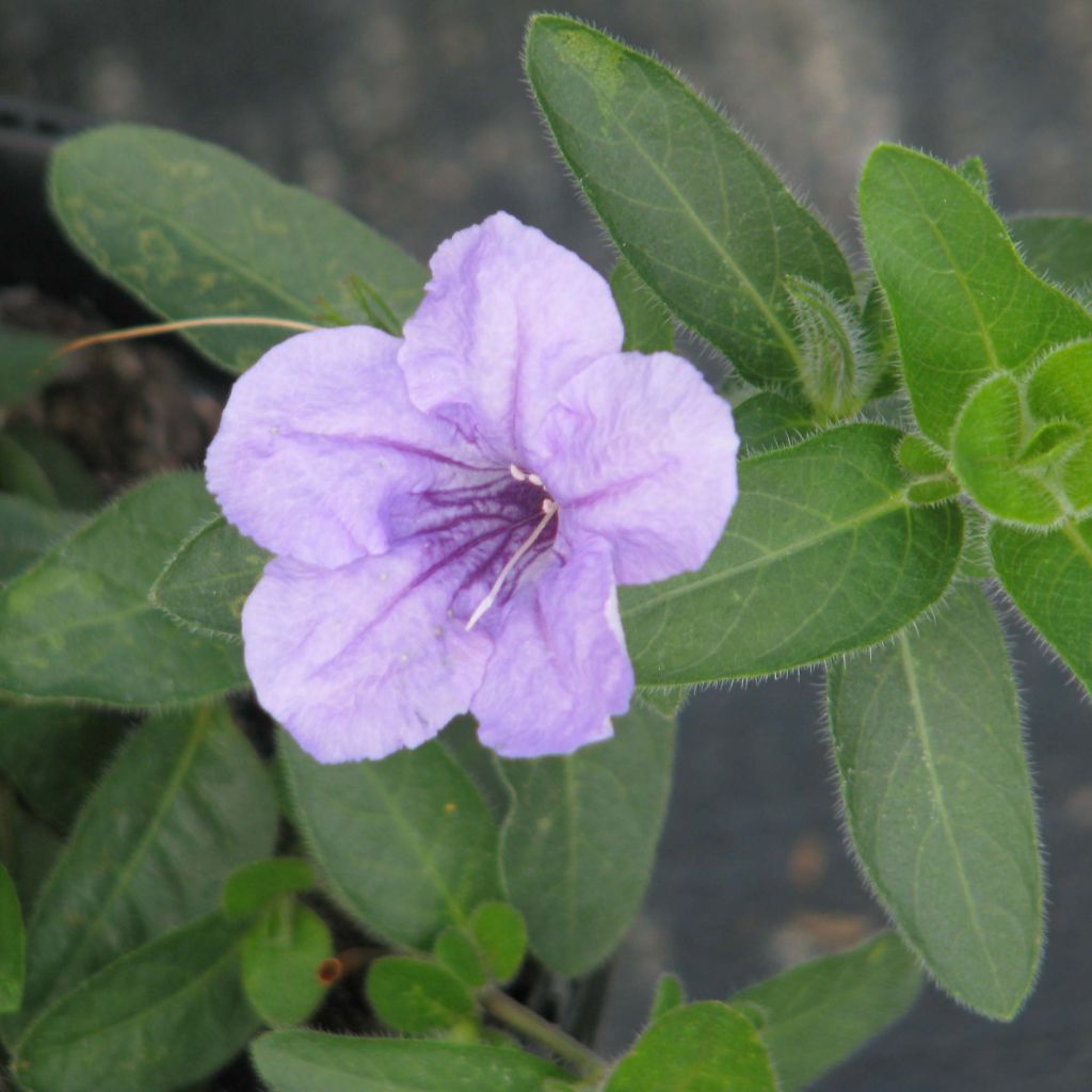 Ruellia humilis - Behaarte Ruellie