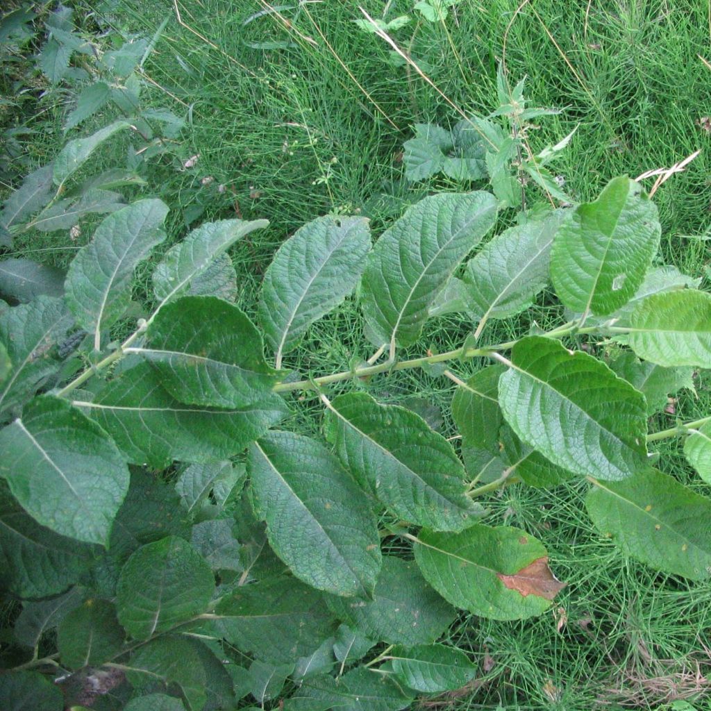 Ohr-Weide - Salix aurita