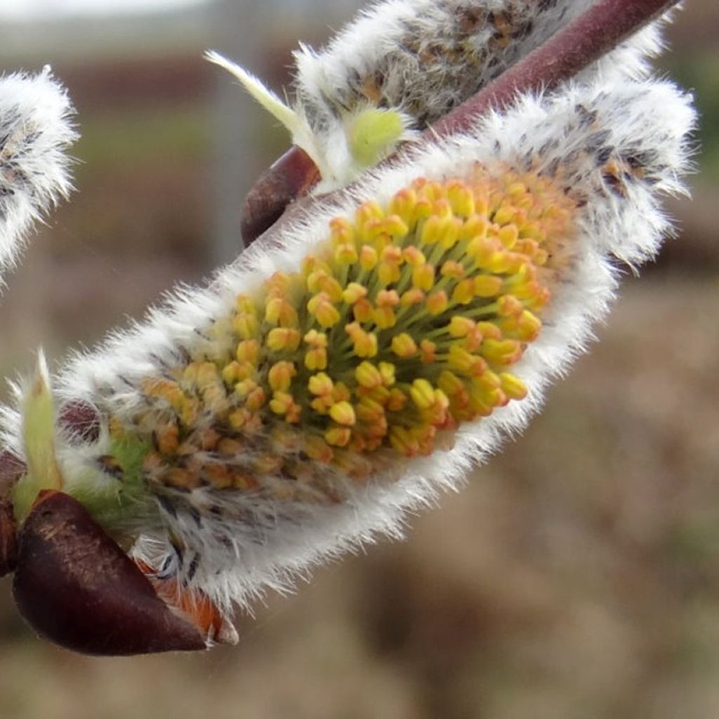 Sal-Weide Gold-Bienenkätzchen - Salix caprea