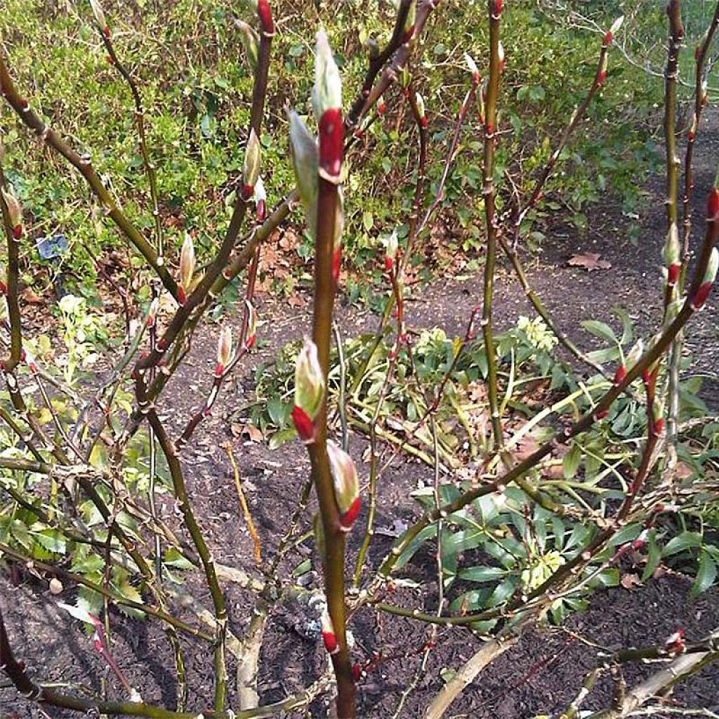 Farges Weide - Salix fargesii