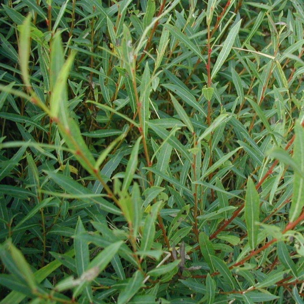 Purpur-Weide - Salix purpurea