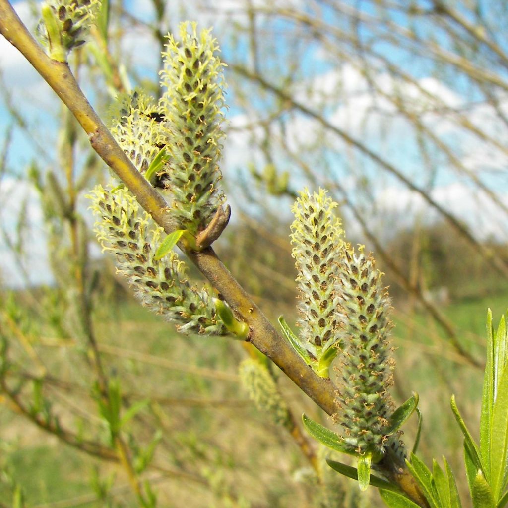 Korb-Weide - Salix viminalis