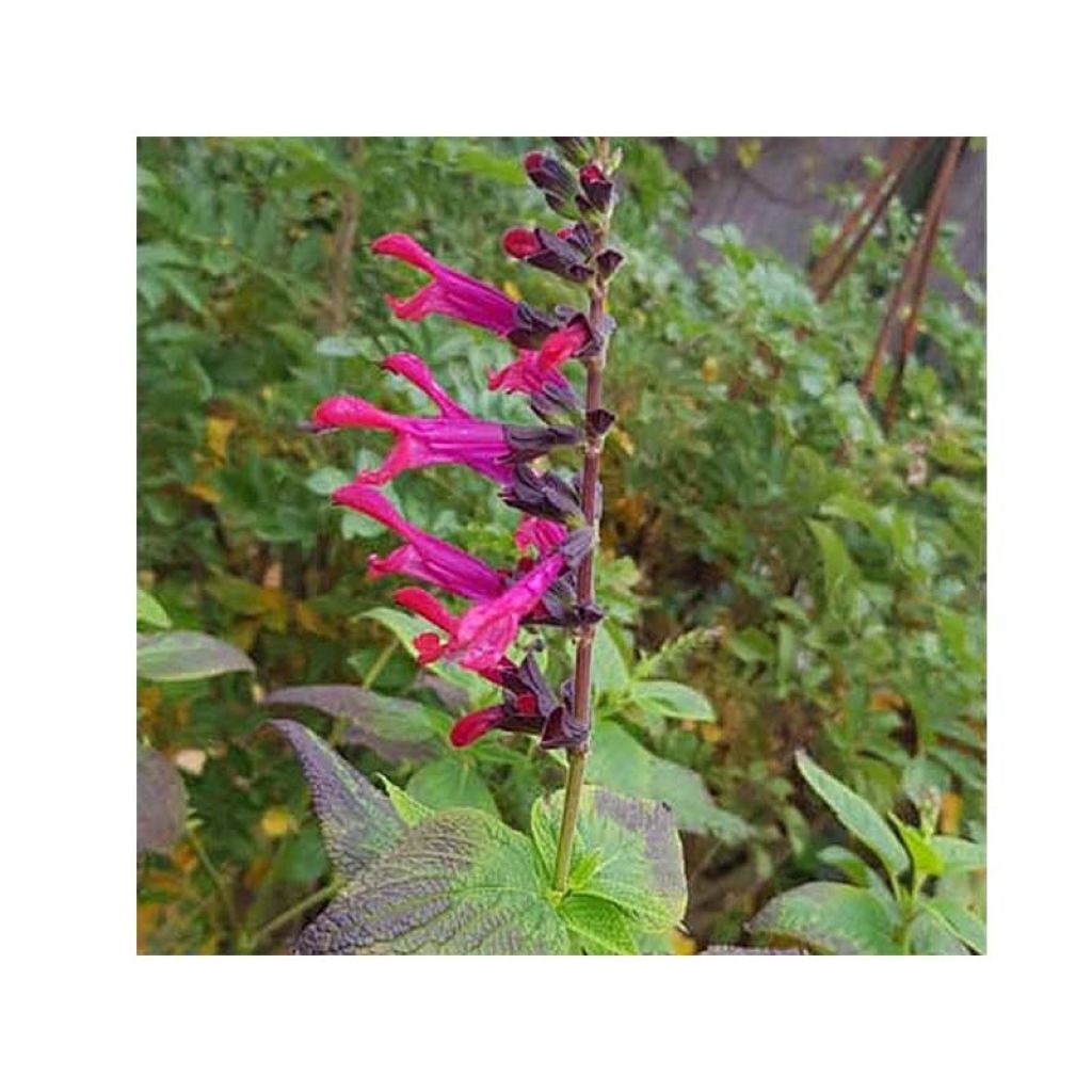 Salvia guaranitica Amante - Guarani-Salbei