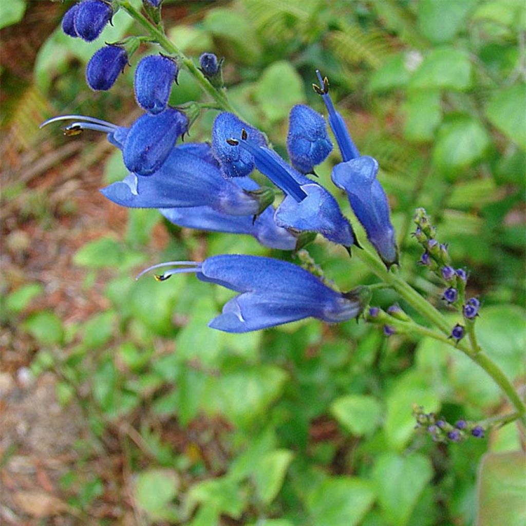 Salvia cacaliifolia  - Salbei