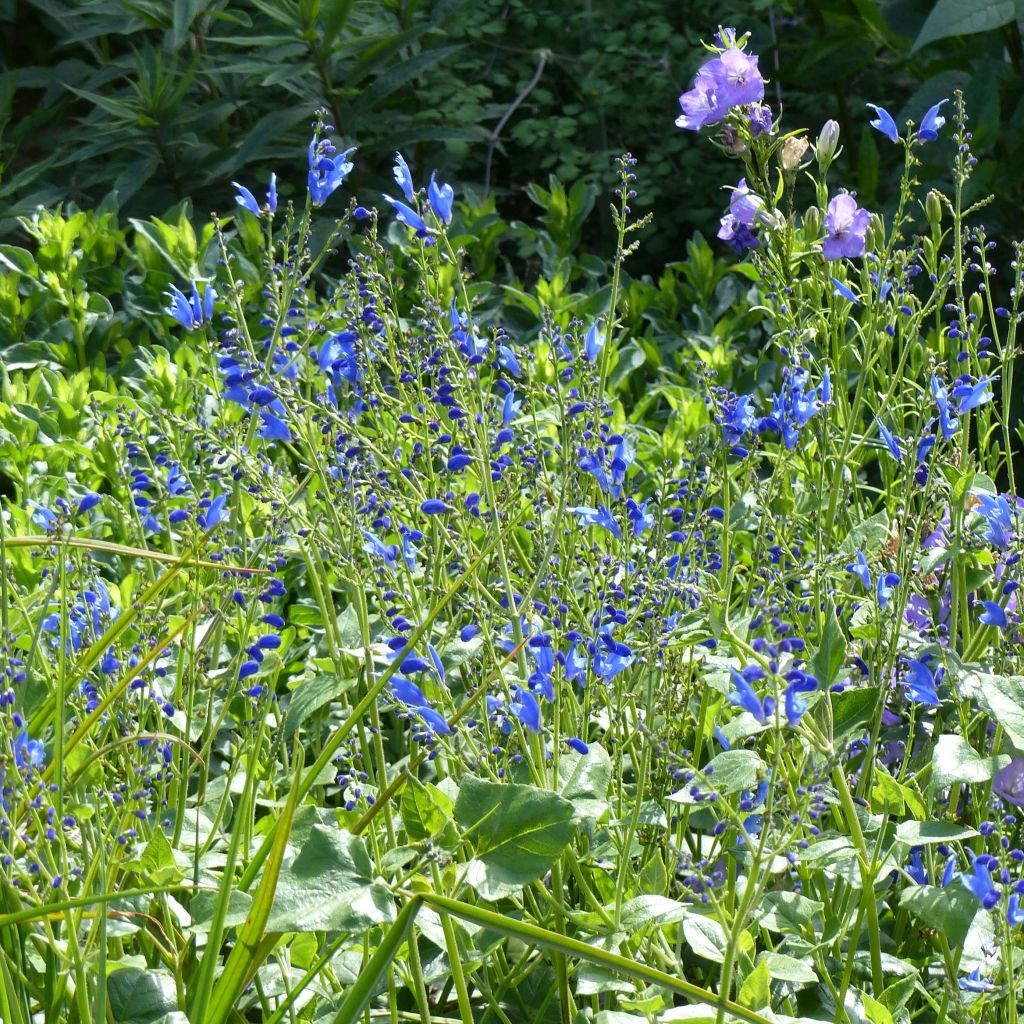 Salvia cacaliifolia  - Salbei