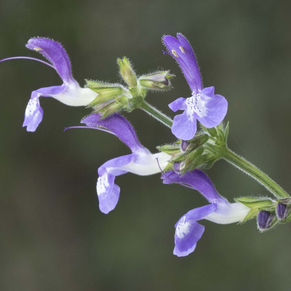 Salvia forsskaolei - Balkan-Salbei