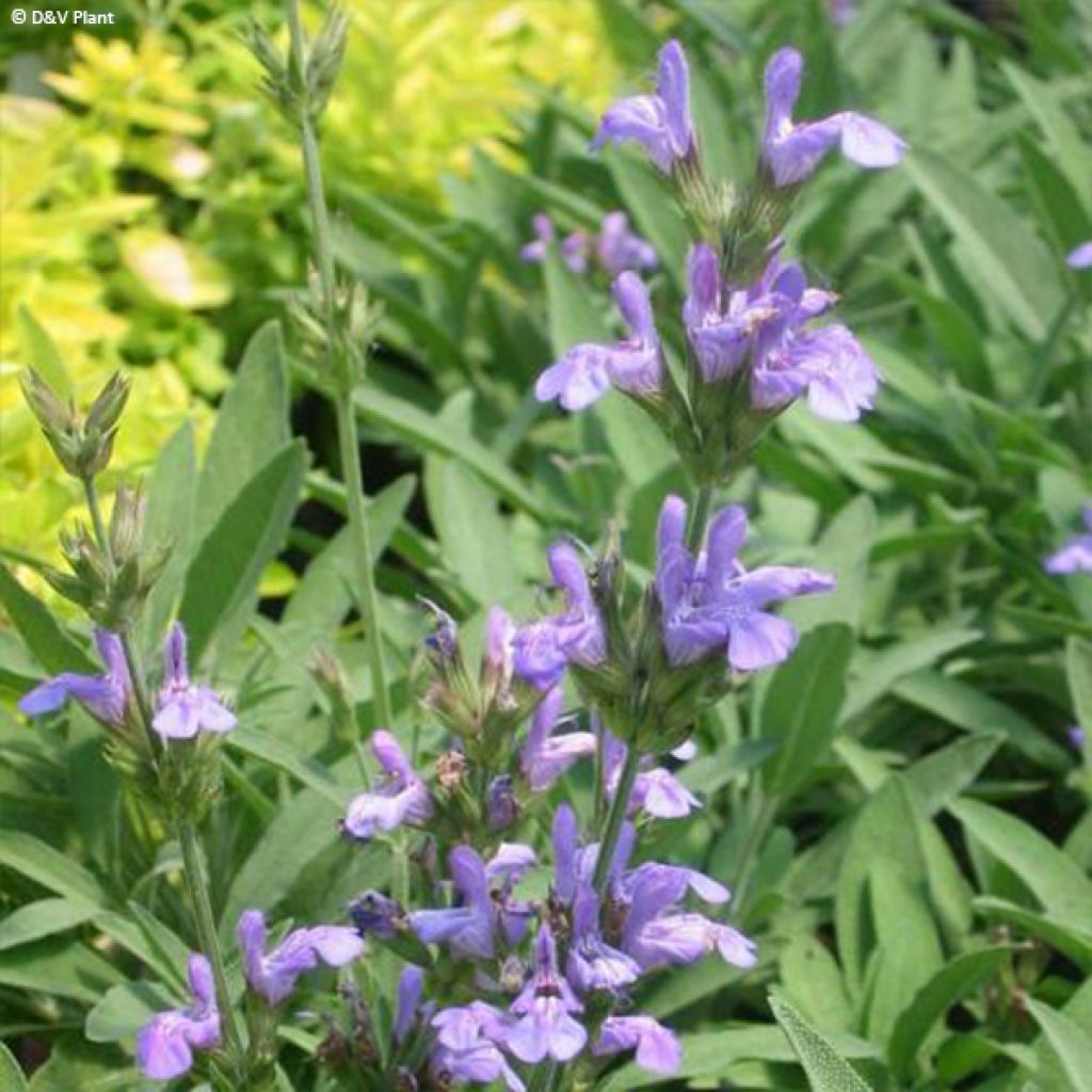 Lavendelblättriger Salbei - Salvia lavandulifolia