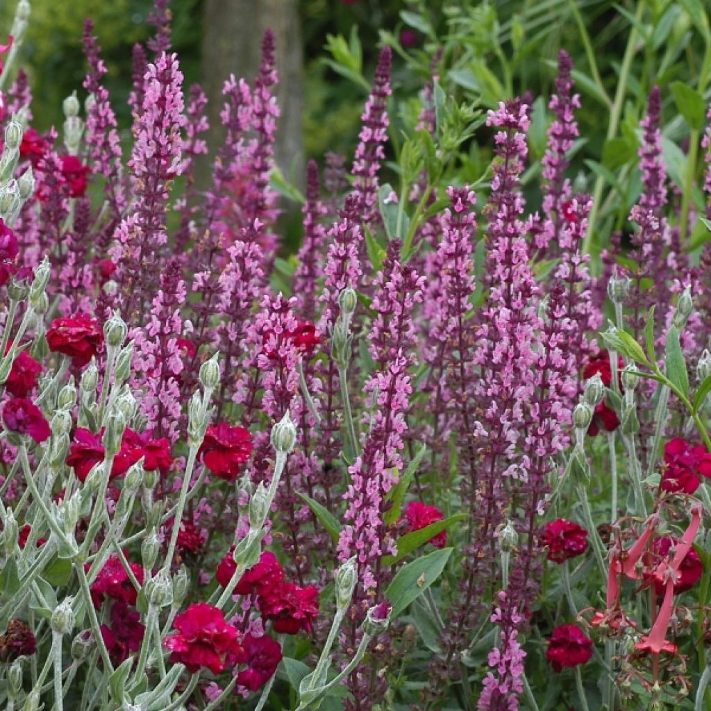 Salvia nemorosa Amethyst - Steppen-Salbei