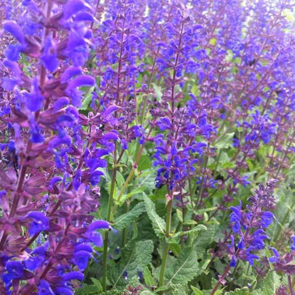 Sauge des bois - Salvia nemorosa Viola Klose