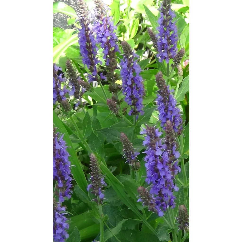 Salvia nemorosa April Night - Steppen-Salbei