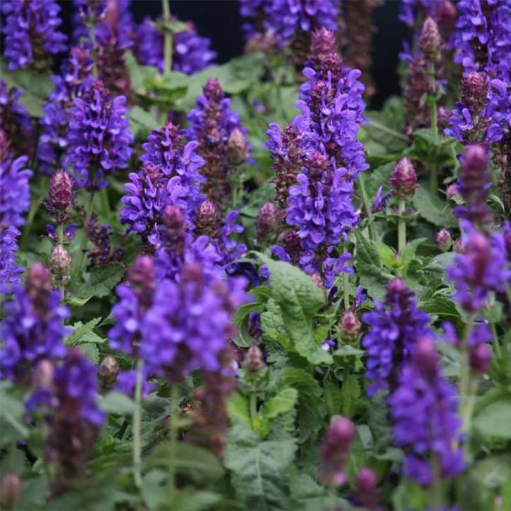 Salvia nemorosa Blue Marvel - Steppen-Salbei