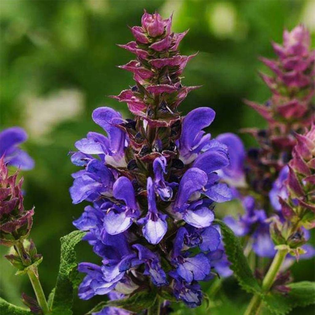 Salvia nemorosa Blue Marvel - Steppen-Salbei