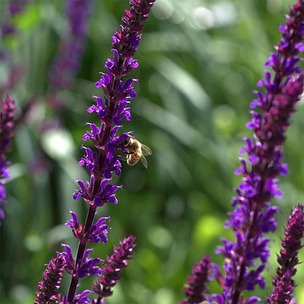 Salvia nemorosa Caradonna - Steppen-Salbei