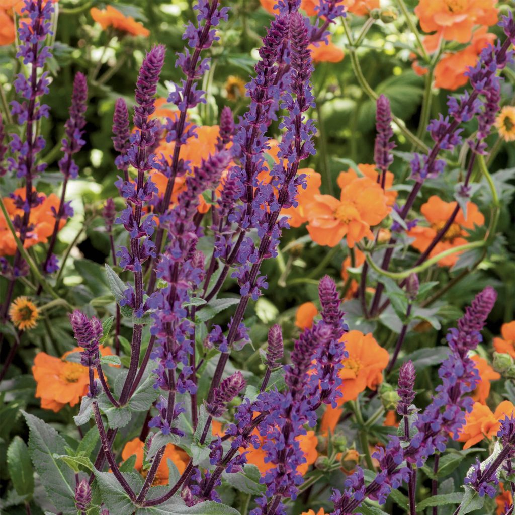 Salvia nemorosa Caradonna - Steppen-Salbei