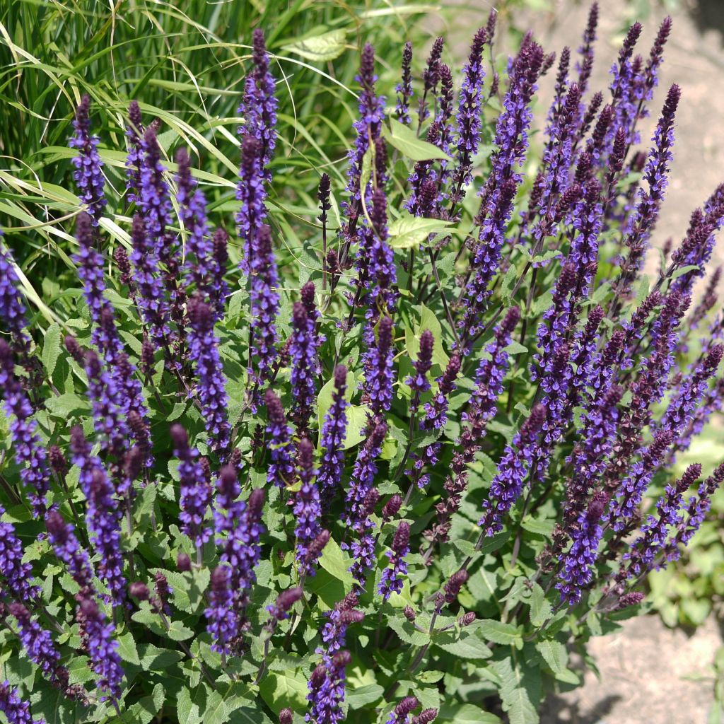 Salvia nemorosa Caradonna - Steppen-Salbei