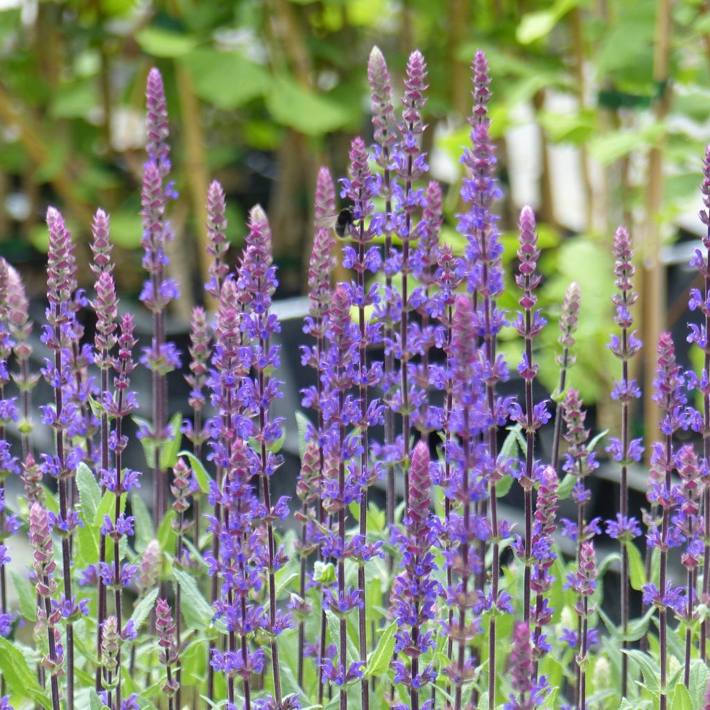 Salvia nemorosa Caradonna - Steppen-Salbei