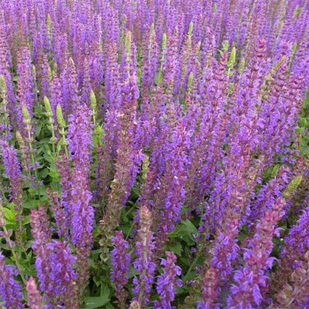 Salvia nemorosa Ostfriesland - Steppen-Salbei