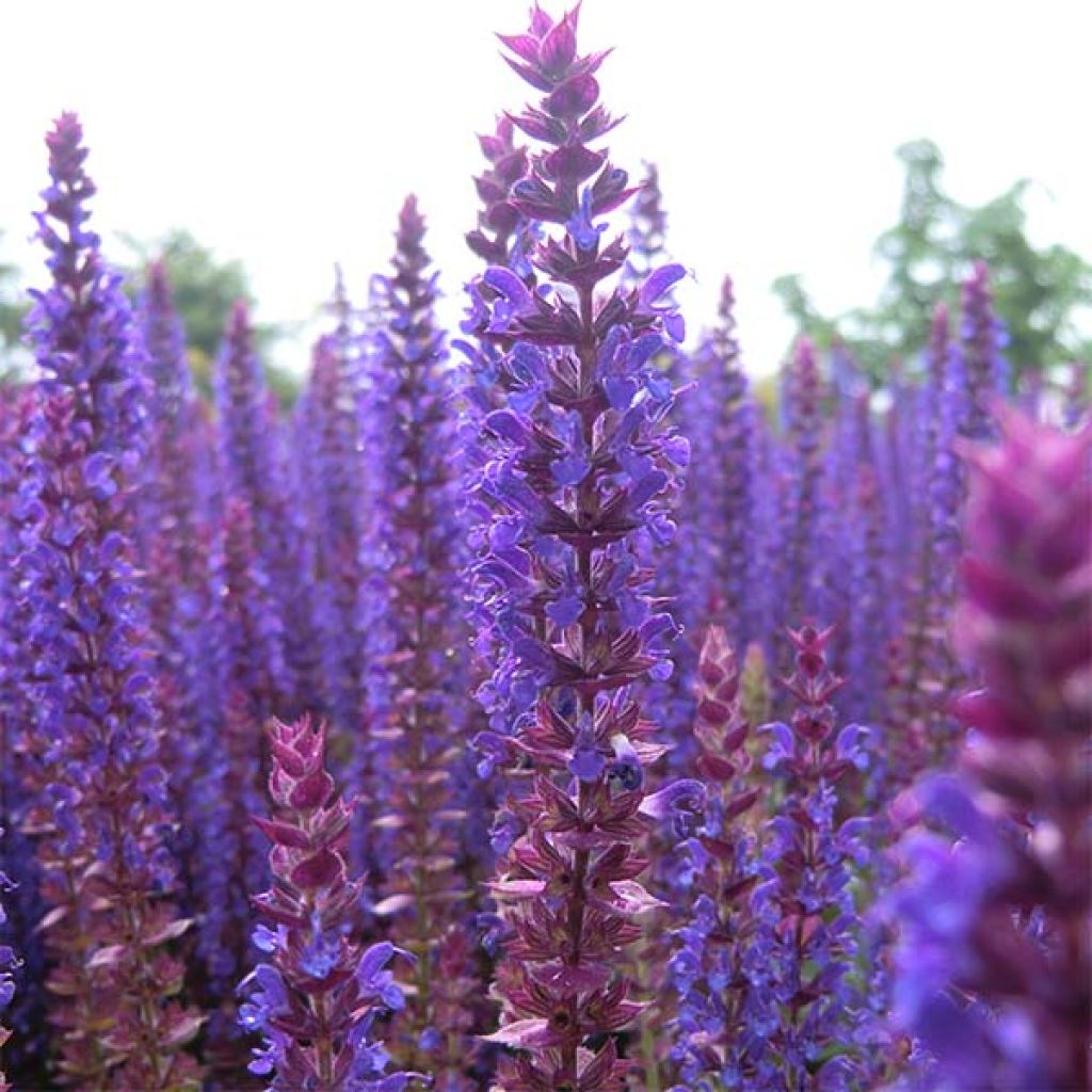 Salvia nemorosa Ostfriesland - Steppen-Salbei