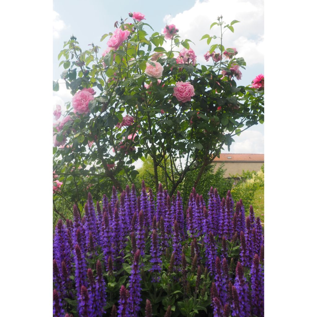 Salvia nemorosa Ostfriesland - Steppen-Salbei