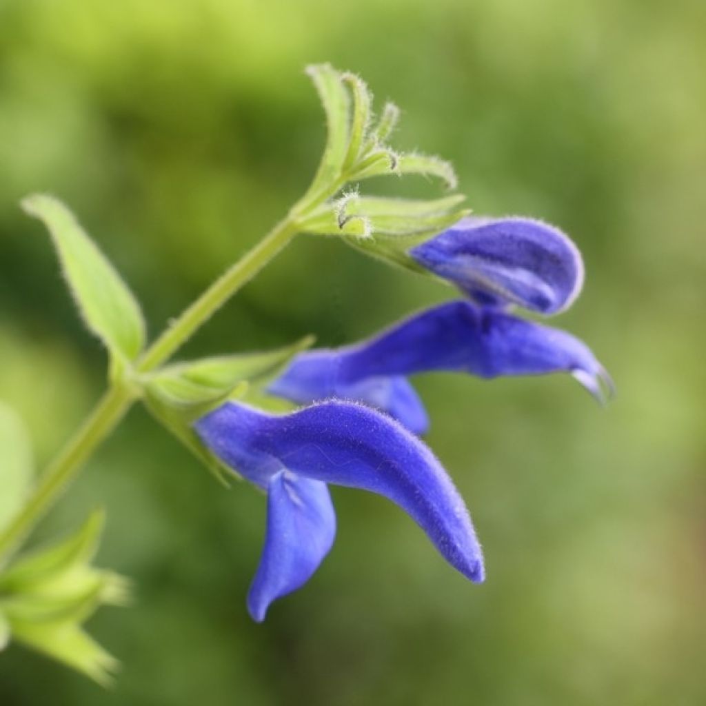 Salvia patens Royal Blue - Mexikanischer Salbei