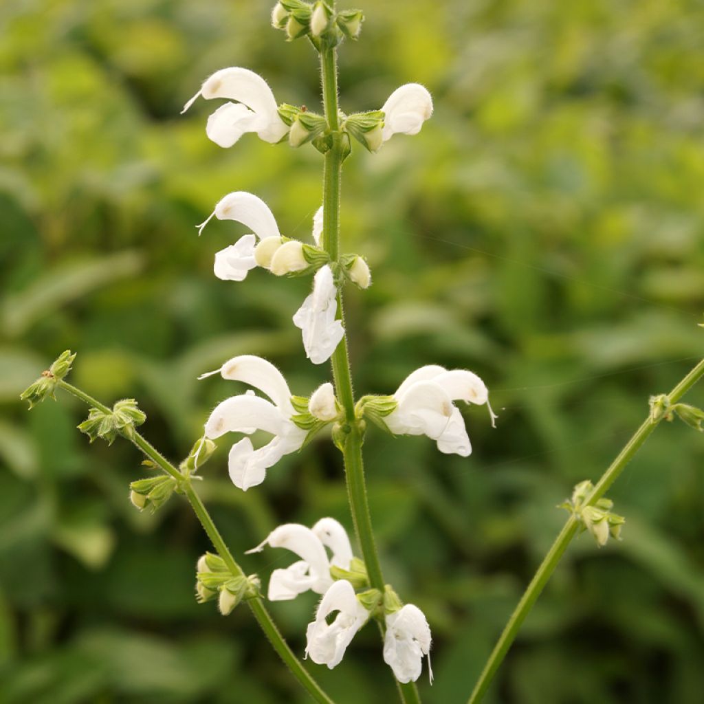 Salvia pratensis Swan Lake - Wiesensalbei