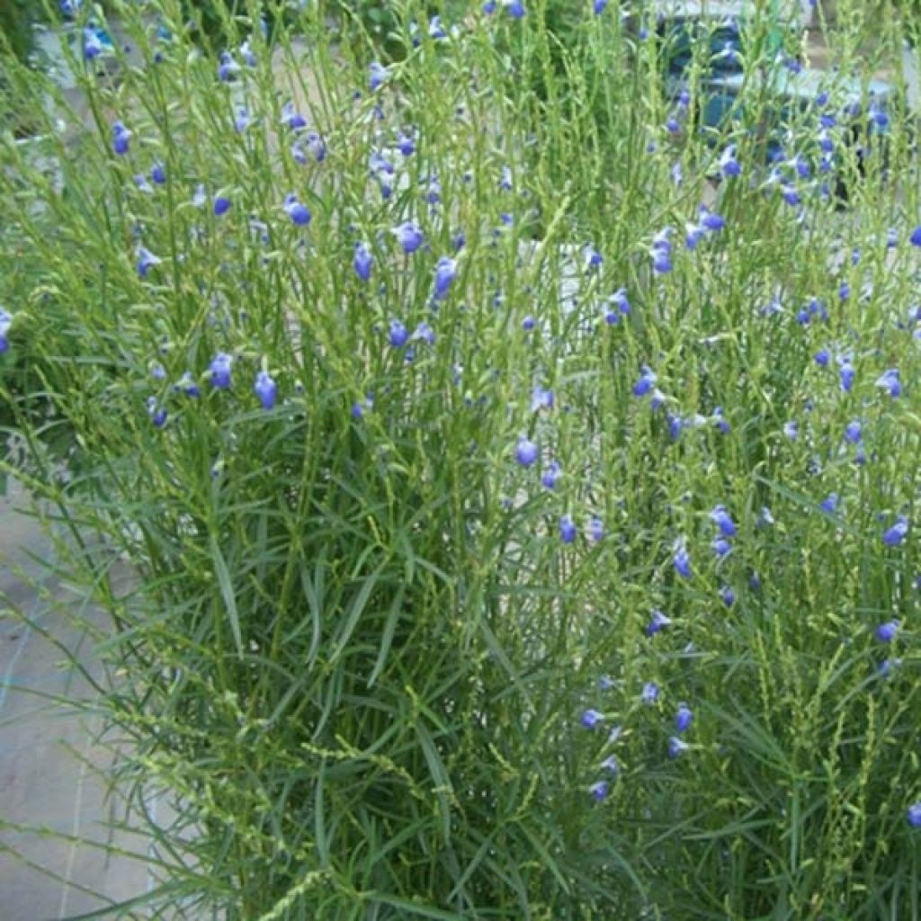 Salvia reptans West Texas form - Afrikanischer Räuchersalbei