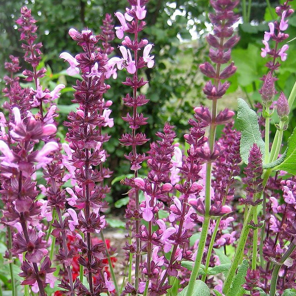 Salvia superba Reine Rose - Ziersalbei