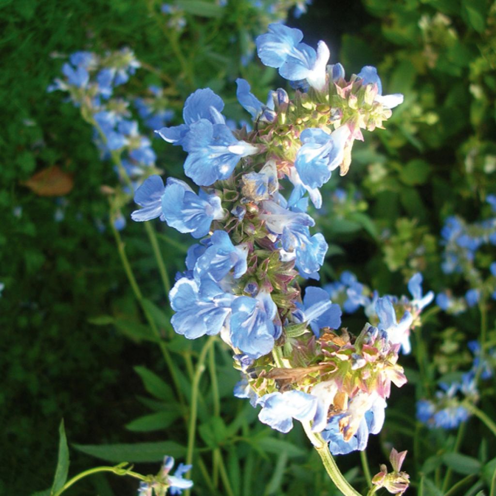 Salvia uliginosa - Sumpf-Salbei