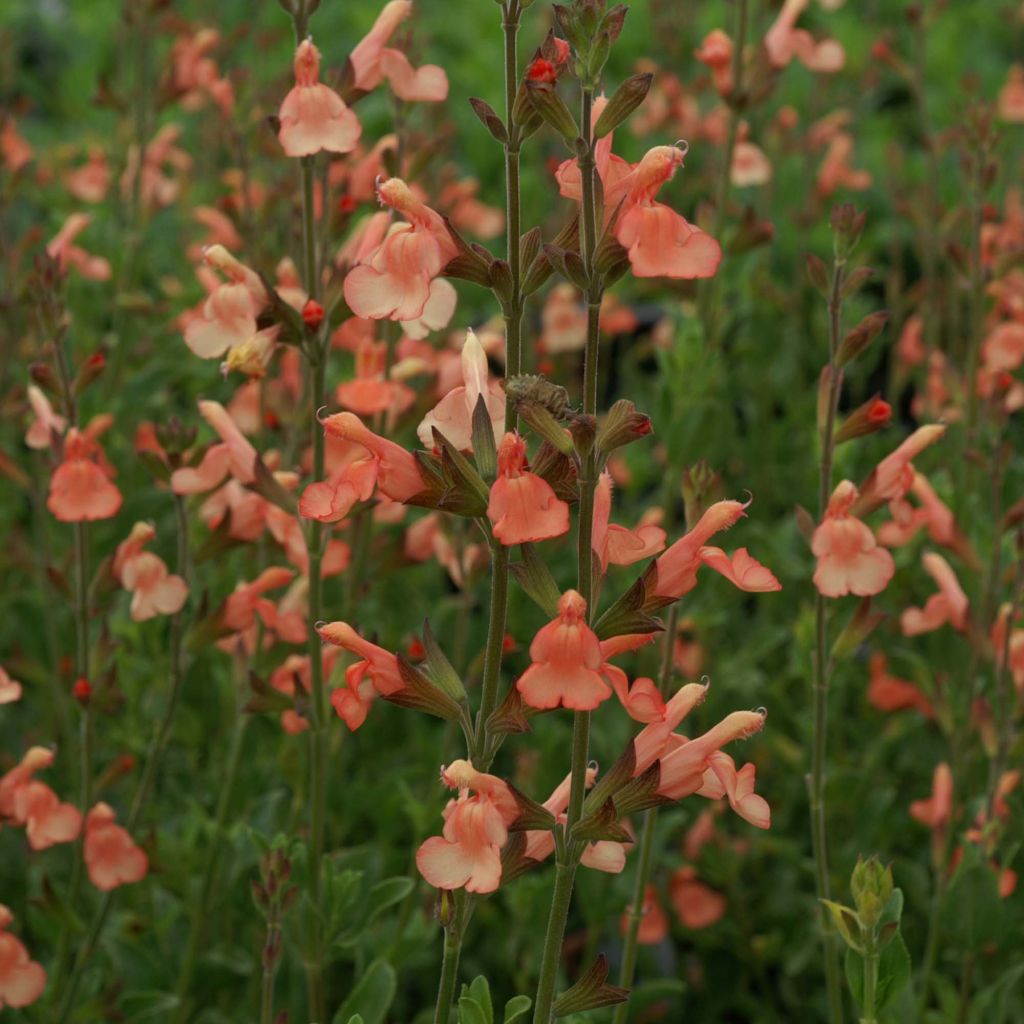 Salvia jamensis California Sunset