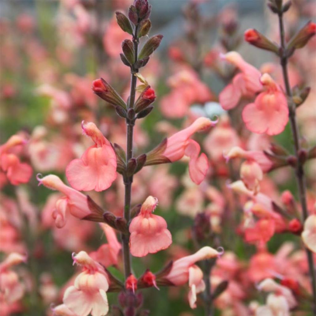 Salvia jamensis California Sunset