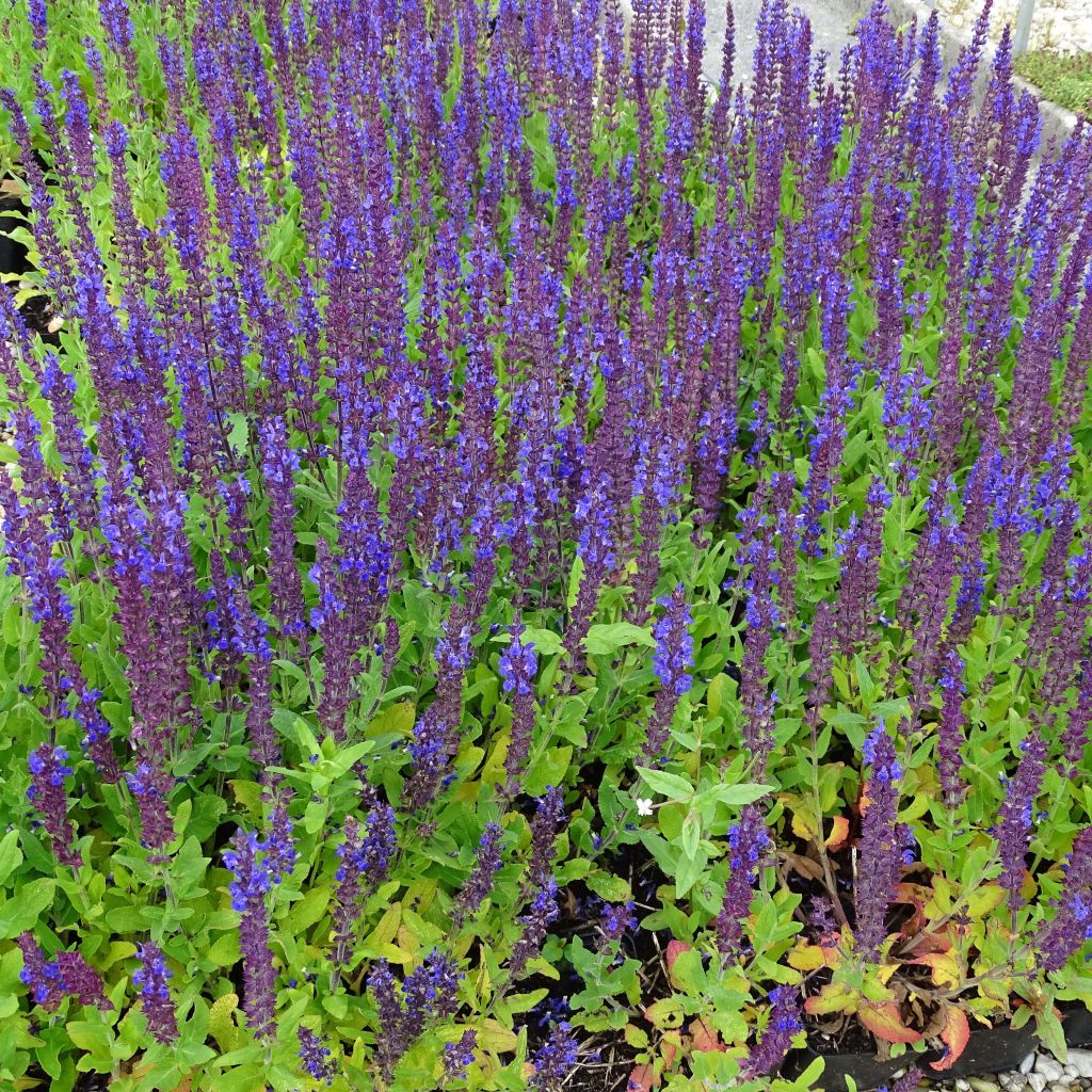 Salvia superba Reine Bleue - Ziersalbei