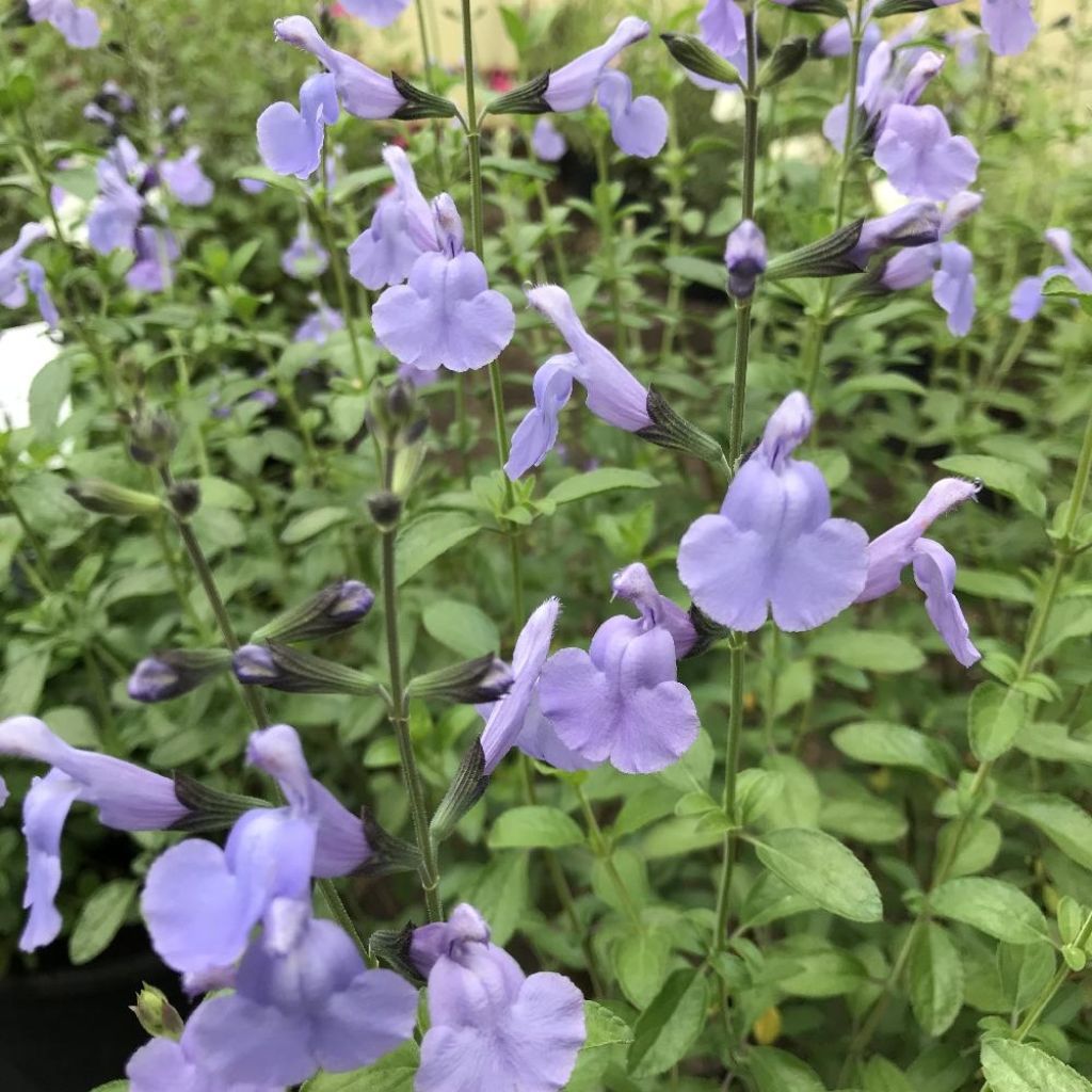 Salvia microphylla Delice Aquamarine