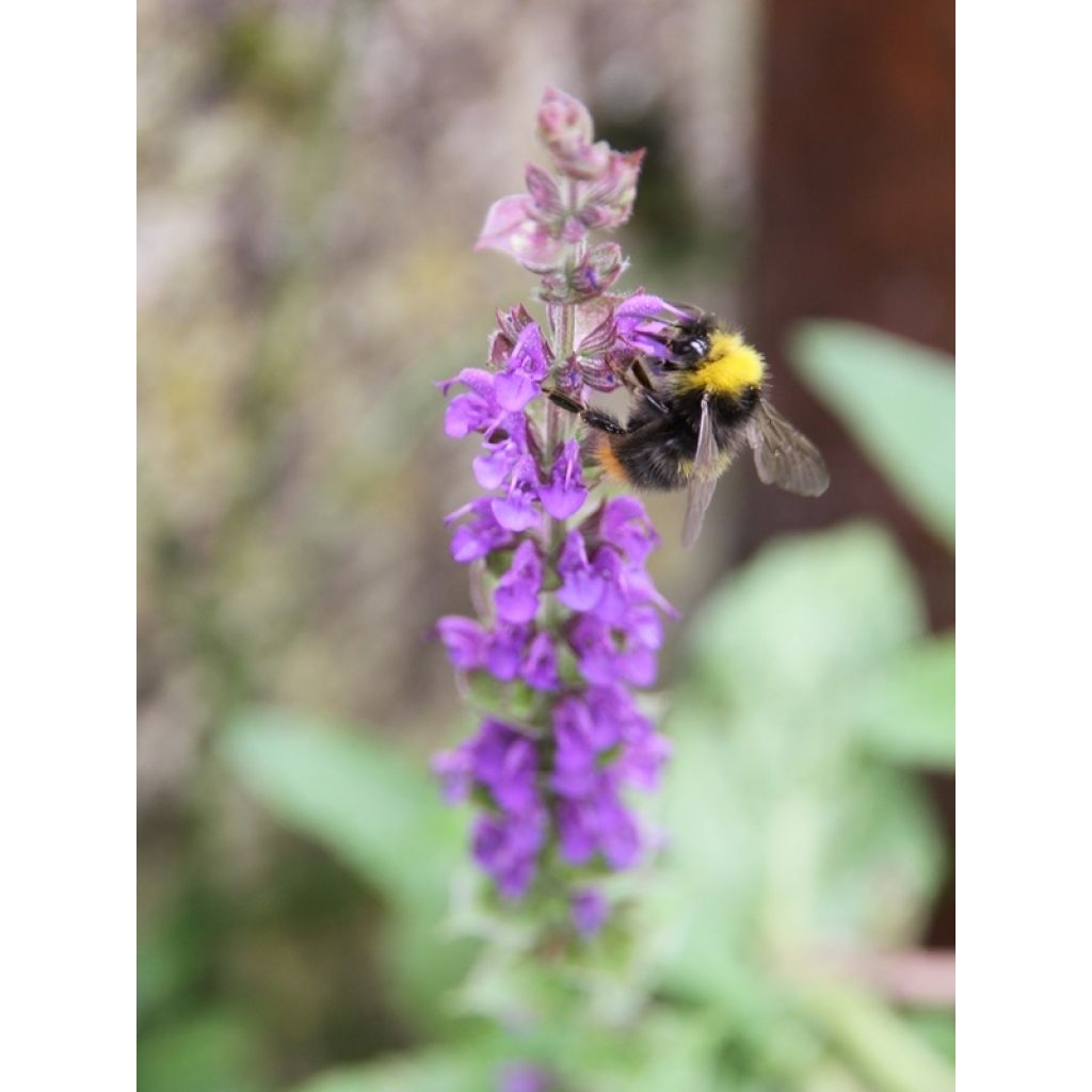 Salvia nemorosa Ostfriesland - Steppen-Salbei