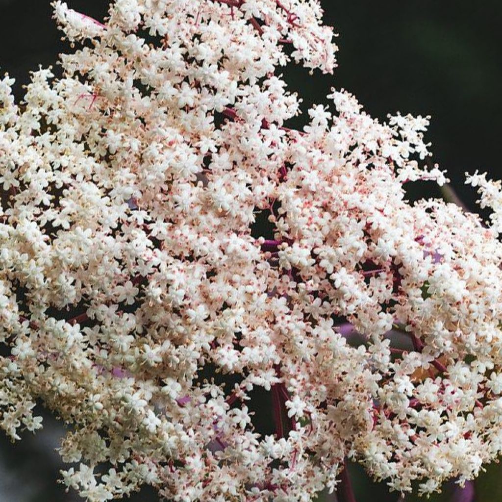 Sambucus Chocolate Marzipan - sureau